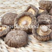 Famous Chinese Food Organic Dried Smooth Shiitake Champignon